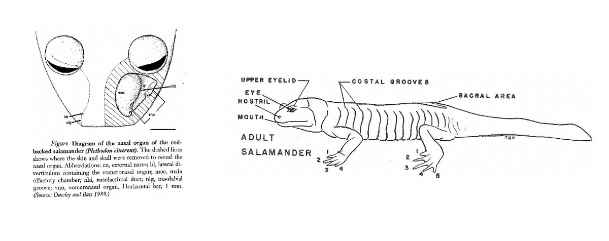 U PPER EYELID
COSTAL OROOVE
EYE.
SACRAL AREA
NOSTRIL
MOUTH.
ADULT
TAO
Figure Diagram of the nasal organ of the red-
backed salamander (Plethodon cinerens). The dashed lines
shows where the skin and skull were romoved to reveal the
SA LAMANDER
2
nasal organ. Abbreviations: en, external nares; Id, lateral di-
verticulum containing the vomeronasal organ; moc, main
olfactory chamber; nld, nasolacrimal duct; nlg, nasolabial
groove; vno, vomeronasal organ. Ilorizontal bar, 1 mm.
(Soure: Dawley tnd Bass 1989.)
