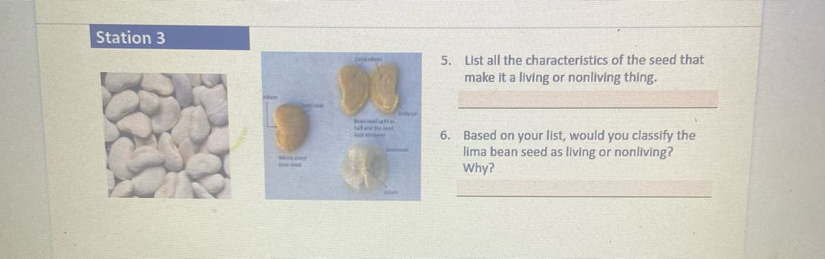 Station 3
5. List all the characteristics of the seed that
make it a living or nonliving thing.
ead ceet
Enye
Seasesen
6. Based on your list, would you classify the
lima bean seed as living or nonliving?
Why?
