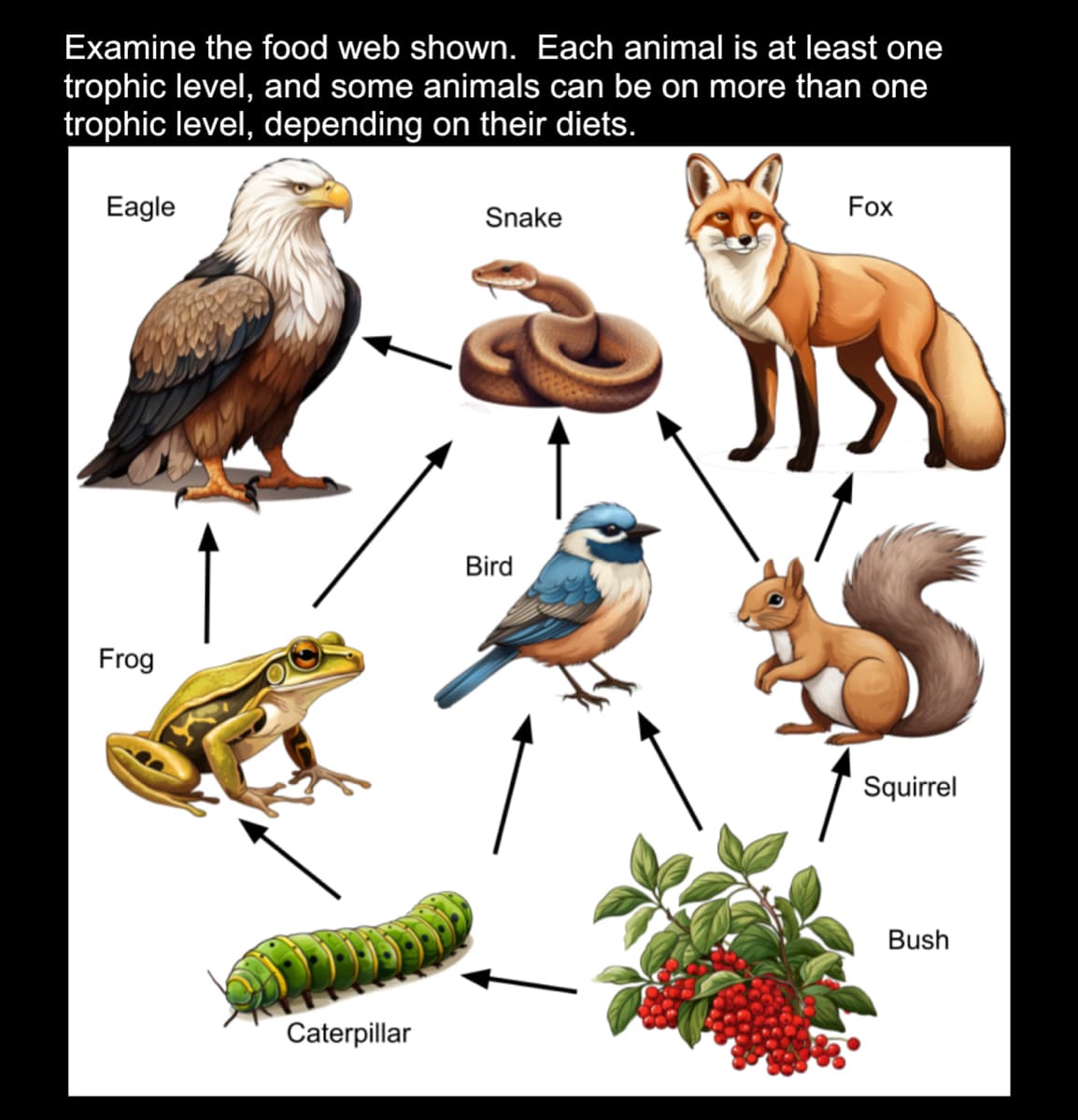 Examine the food web shown. Each animal is at least one
trophic level, and some animals can be on more than one
trophic level, depending on their diets.
Eagle
Frog
Caterpillar
Snake
Bird
Fox
JJS
Squirrel
Bush