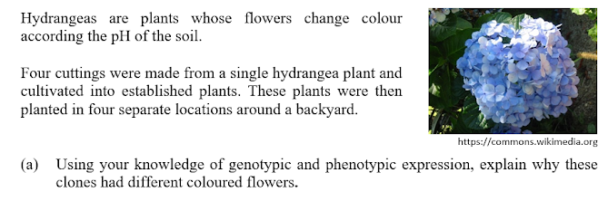 Hydrangeas are plants whose flowers change colour
according the pH of the soil.
Four cuttings were made from a single hydrangea plant and
cultivated into established plants. These plants were then
planted in four separate locations around a backyard.
https://commons.wikimedia.org
(a) Using your knowledge of genotypic and phenotypic expression, explain why these
clones had different coloured flowers.
