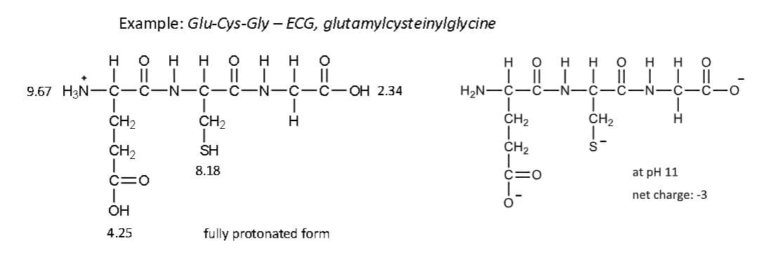 Example: Glu-Cys-Gly – ECG, glutamylcysteinylglycine
HOH HOHHO
| II 1 1 || | | ||
9.67 H3N-C-C-N-C-C-N-C-C-OH 2.34
|
CH₂
CH₂
CH₂
C=0
OH
4.25
SH
8.18
1
H
fully protonated form
O=O
Н H O Н
|||
c-c
1
CH₂
H
||
H₂N-C-C-N-
-8-8-8
HIZ
____
HIZ
HIC-H
010
O
с C
at pH 11
net charge: -3