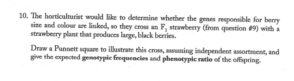 10. The horticulturist would like to determine whether the genes responsible for berry
size and colour are linked, so they cross an F, strawberry (from question #9) with a
strawberry plant that produces large, black berries.
Draw a Punnett square to illustrate this cross, assuming independent assortment, and
give the expected genotypic frequencies and phenotypic ratio of the offspring.
