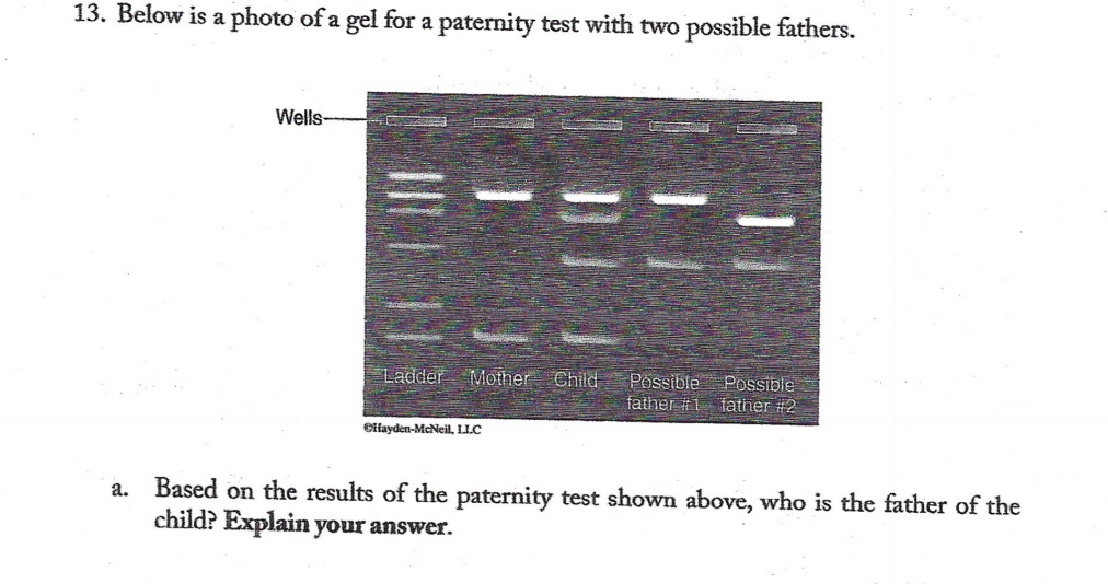 13. Below is a photo of a gel for a paternity test with two possible fathers.
Wells
|Ladder Mother Child
Possible
Possible
father #1 father #2
Olfayden-McNeil, LLC
Based on the results of the paternity test shown above, who is the father of the
child? Explain your answer.
а.
