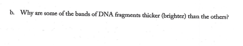 b. Why
are some of the bands of DNA fragments thicker (brighter) than the others?
