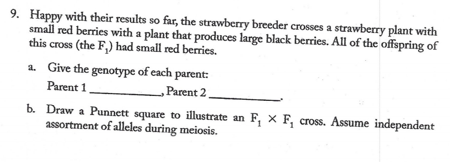 9. Happy with their results so far, the strawberry breeder crosses a strawberry plant with
small red berries with a plant that produces large black berries. All of the offspring of
this cross (the F,) had small red berries.
a. Give the genotype of each parent:
Parent 1
Parent 2
b. Draw a Punnett square to illustrate an F, x F, cross. Assume independent
assortment of alleles during meiosis.
