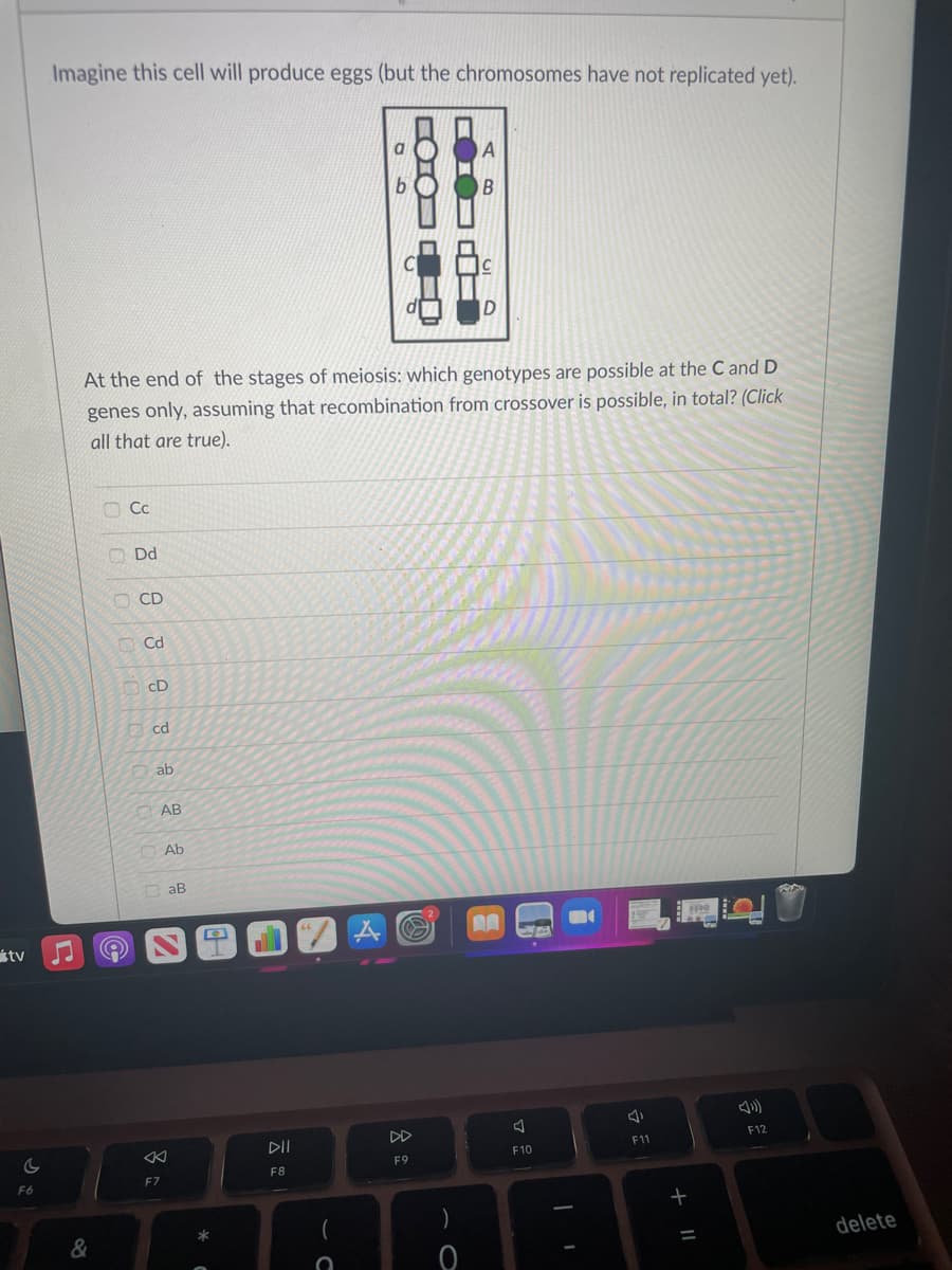 Imagine this cell will produce eggs (but the chromosomes have not replicated yet).
At the end of the stages of meiosis: which genotypes are possible at the C and D
genes only, assuming that recombination from crossover is possible, in total? (Click
all that are true).
O Cc
O Dd
D CD
Cd
O cD
O cd
ab
AB
Ab
O aB
stv
DII
DD
F12
F11
F10
F9
F8
F6
F7
&
delete
+ ||
