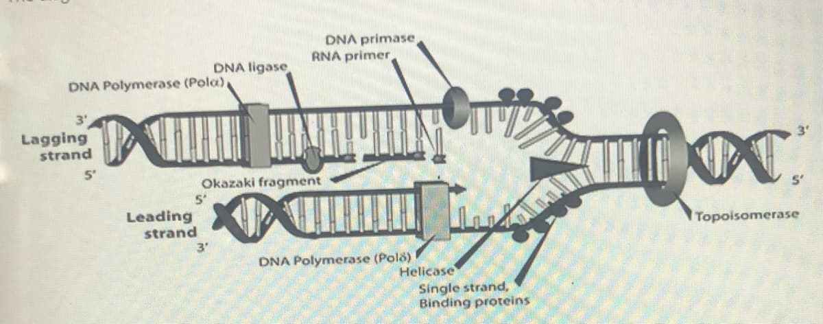 DNA primase
RNA primer
DNA ligase
DNA Polymerase (Pola),
3'
Lagging
strand
3'
5'
Okazaki fragment
5'
Leading
strand
Topoisomerase
3'
DNA Polymerase (Polo)
Helicase
Single strand,
Binding proteins

