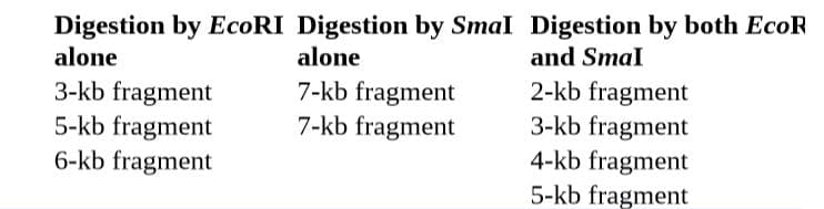 Digestion by EcoRI Digestion by Smal Digestion by both EcoR
alone
3-kb fragment
5-kb fragment
6-kb fragment
alone
and Smal
2-kb fragment
3-kb fragment
4-kb fragment
5-kb fragment
7-kb fragment
7-kb fragment
