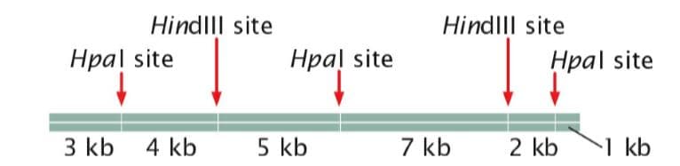 Hindlll site
Hindlll site
Hpal site
Hpal site
Hpal site
3 kb
4 kb
5 kb
7 kb
2 kb
1 kb
