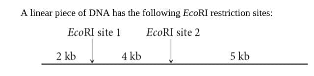 A linear piece of DNA has the following EcoRI restriction sites:
EcoRI site 1
EcoRI site 2
2 kb
4 kb
5 kb
