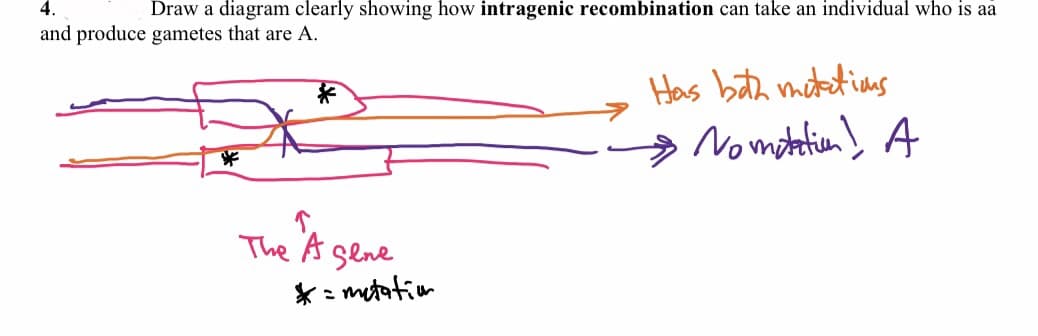4.
Draw a diagram clearly showing how intragenic recombination can take an individual who is aa
and produce gametes that are A.
Has bith metetins
→ Nomatetien? A
The A sene
*: mitatim
