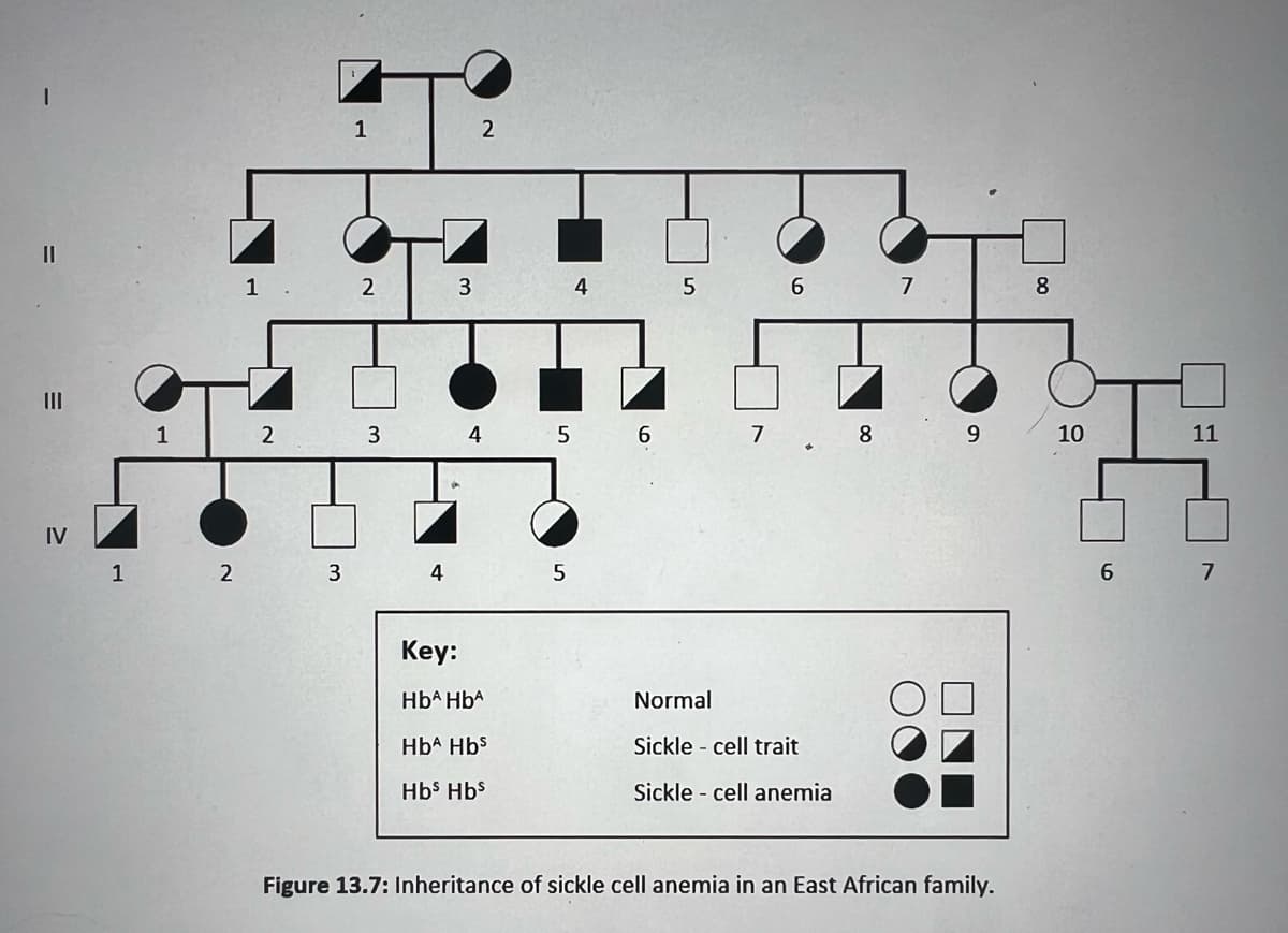 ||
III
IV
1
1.
1 2
2
3
1
2
3
4
2
3 4
Key:
HbA HbA
HbA Hbs
Hbs Hbs
4
5 6
5
5
7
6 7
Normal
Sickle cell trait
Sickle cell anemia
8
9
Figure 13.7: Inheritance of sickle cell anemia in an East African family.
8
10
6
11
7