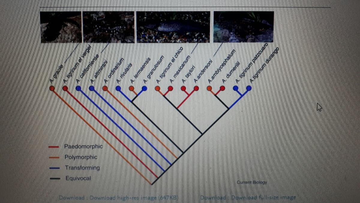 horphic
Polymorphic
Transformin
Paedomorph
Equivo
ocal
Download
ze image
A gracile
A. igrinum et vergel
A califomiense
A. altimirani
| |
A. lermaensis
wnsojnueiß y
A. tigninum el chico
A taylori
A.andersoni
A.amblycephalum
A. dumerili
A. tigrinum patzcuaro
