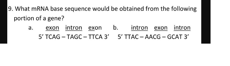 9. What MRNA base sequence would be obtained from the following
portion of a gene?
exon intron exon
5' TCAG – TAGC - TTCA 3'
а.
b.
intron exon intron
5' TTAC - AACG – GCAT 3'
