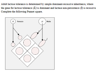 Adult lactose tolerance is determined by simple dominant-recessive inheritance, where
the gene for lactose tolerance (L) is dominant and lactase non-persistence (1) is recessive
Complete the following Punnet square.
Female
Male
