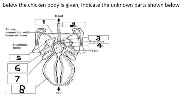 Below the chicken body is given, Indicate the unknown parts shown below
Head
Air sac
connection with
humerus bone
3.
Bronchus
Humerus
bone
Heart
7
Tail
00
