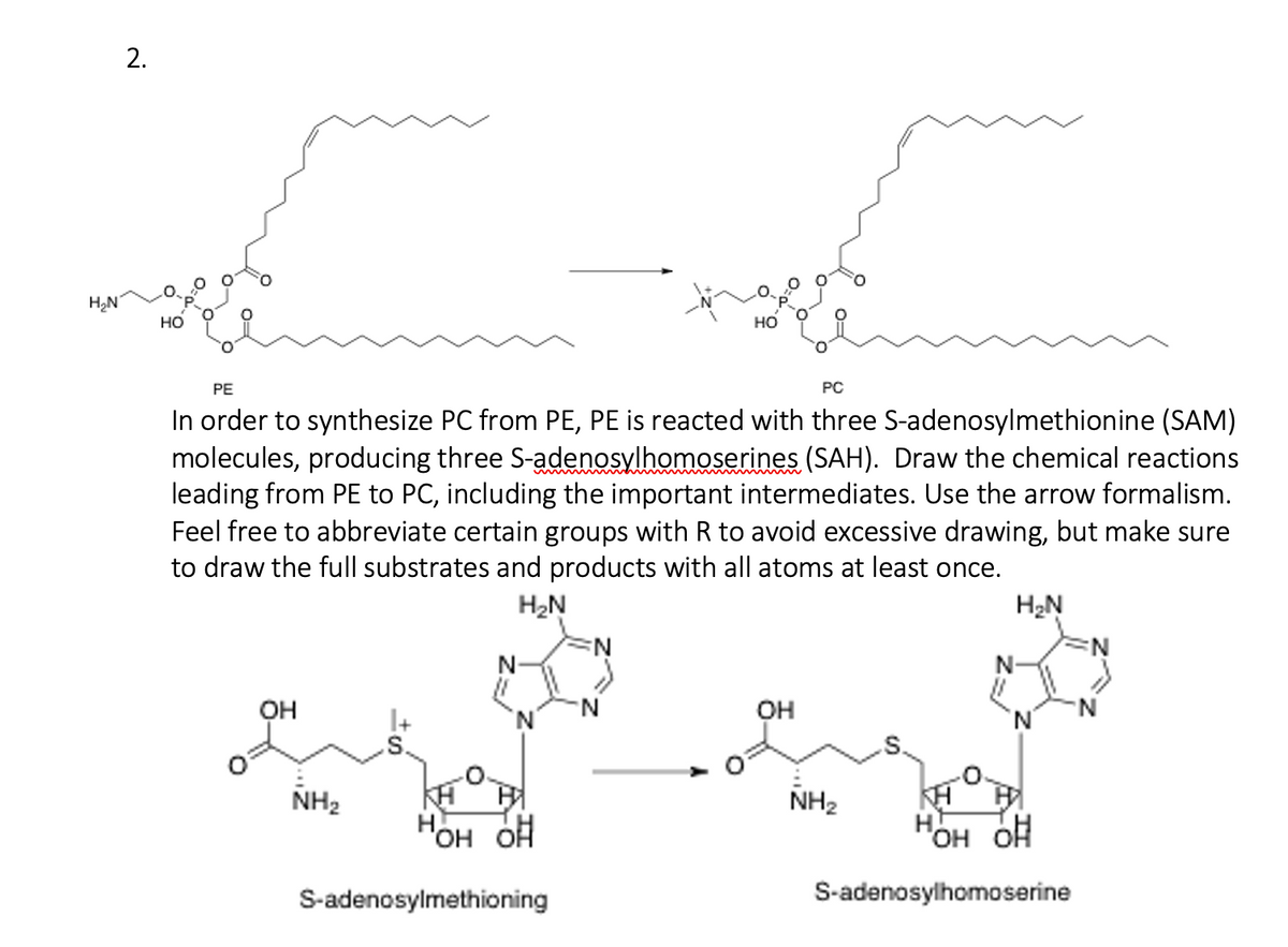 2.
H,N
но
PE
PC
In order to synthesize PC from PE, PE is reacted with three S-adenosylmethionine (SAM)
molecules, producing three S-adenosylhomoserines (SAH). Draw the chemical reactions
leading from PE to PC, including the important intermediates. Use the arrow formalism.
Feel free to abbreviate certain groups with R to avoid excessive drawing, but make sure
to draw the full substrates and products with all atoms at least once.
H2N
H2N
N-
он
он
N'
NH2
NH2
KH
Нон он
OH OH
S-adenosylmethioning
S-adenosylhomoserine
