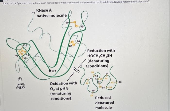 Based on the figure and the explanation in the textbook, what are the random chances that the di-sulfide bonds would reform the initial protein?
RNase A
native molecule
40
95
26
110
84
Reduction with
65
58.
72
HOCH,CH,SH
(denaturing
Aconditions)
124
SH
58
26
84
(RUIANG
GEiš
65/ SH SH
(72
Oxidation with
HS 110
02 at pH 8
(renaturing
conditions)
SH95
-SH
40
Reduced
denatured
molecule
