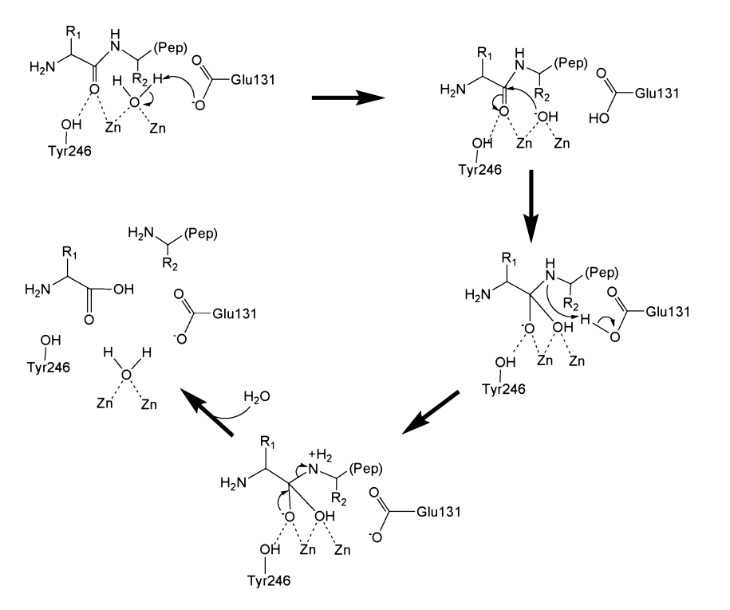 R1
H
(Реp)
R1
(Pep)
H2N
R2
-Glu131
H.
H2N'
R2
Glu131
"OH
но
он
Zn
он Zn
Zn
Tyr246
Tyr246
H2N,
-(Реp)
R1
R1
R2
(Рер)
H2N
-OH
H2N
R2
-Glu131
Glu131
он
Он
он
Zn Zn
Tyr246
Tyr246
H20
Zn
Zn
R1
+H2
-(Pep)
H2N
он
-Glu131
OH Zn Zn
Тyr246
IZ
