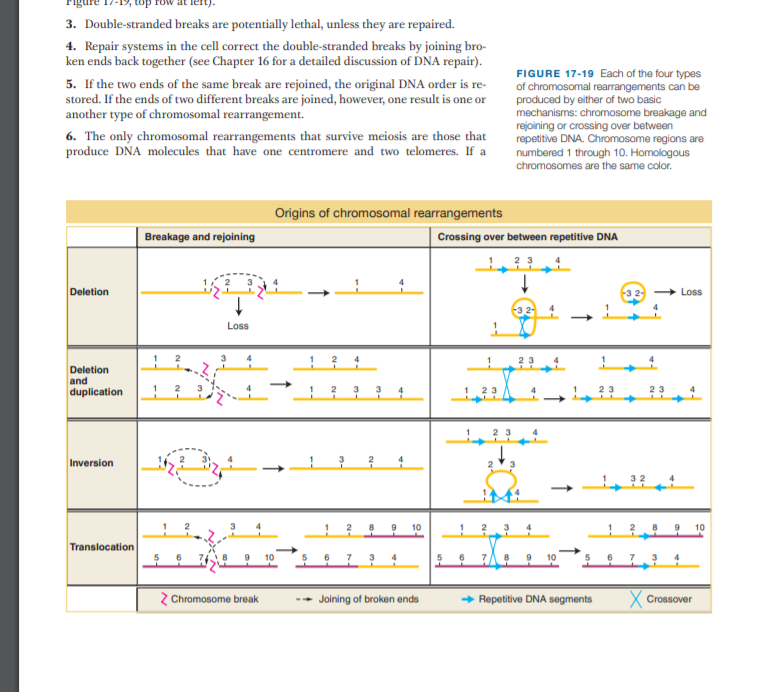 3. Double-stranded breaks are potentially lethal, unless they are repaired.
4. Repair systems in the cell correct the double-stranded breaks by joining bro-
ken ends back together (see Chapter 16 for a detailed discussion of DNA repair).
FIGURE 17-19 Each of the four types
of chromosomal rearrangements can be
produced by either of two basic
mechanisms: chromosome breakage and
rejoining or crossing over between
repetitive DNA. Chromosome regions are
numbered 1 through 10. Homologous
5. If the two ends of the same break are rejoined, the original DNA order is re-
stored. If the ends of two different breaks are joined, however, one result is one or
another type of chromosomal rearrangement.
6. The only chromosomal rearrangements that survive meiosis are those that
produce DNA molecules that have one centromere and two telomeres. If a
chromosomes are the same color.
Origins of chromosomal rearrangements
Breakage and rejoining
Crossing over between repetitive DNA
Deletion
-3 2
Loss
32 4
Loss
Deletion
and
duplication
3
4
23
23
4
Inversion
! 10
10
Translocation
10
6
2 Chromosome break
- Joining of broken ends
Repetitive DNA segments
X Crossover
