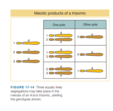 Meiotic products of a trisomic
One pole
Other pole
3
2
A
a
A
20
3
3
2
A
3
FIGURE 17-14 Three equally likely
segregations may take place in the
meiosis of an A/a/a trisomic, ylelding
the genotypes shown.
2.
