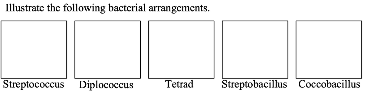 Illustrate the following bacterial arrangements.
Streptococcus Diplococcus
Tetrad
Streptobacillus Coccobacillus
