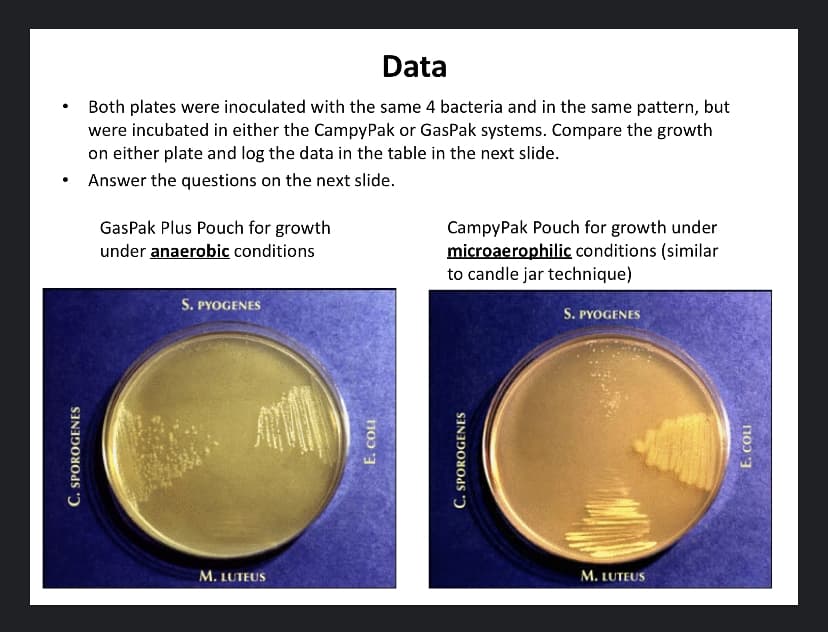 Data
Both plates were inoculated with the same 4 bacteria and in the same pattern, but
were incubated in either the CampyPak or GasPak systems. Compare the growth
on either plate and log the data in the table in the next slide.
Answer the questions on the next slide.
GasPak Plus Pouch for growth
under anaerobic conditions
CampyPak Pouch for growth under
microaerophilic conditions (similar
to candle jar technique)
S. PYOGENES
S. PYOGENES
M. LUTEUS
M. LUTEUS
C. SPOROGENES
E. COLI
C. SPOROGENES

