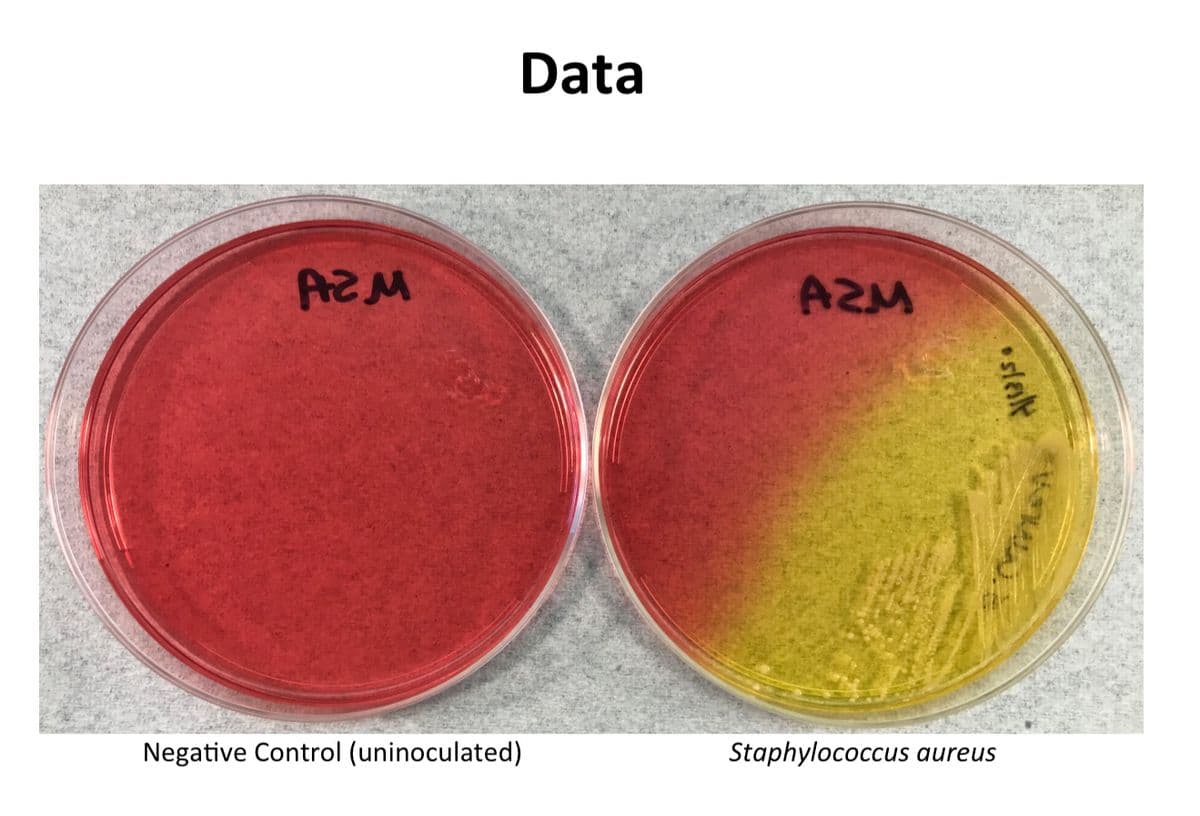 Data
AZM
Negative Control (uninoculated)
Staphylococcus aureus
steslt
