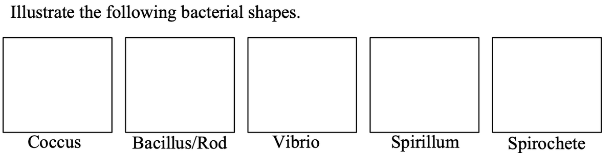 Illustrate the following bacterial shapes.
Сосcus
Bacillus/Rod
Vibrio
Spirillum
Spirochete
