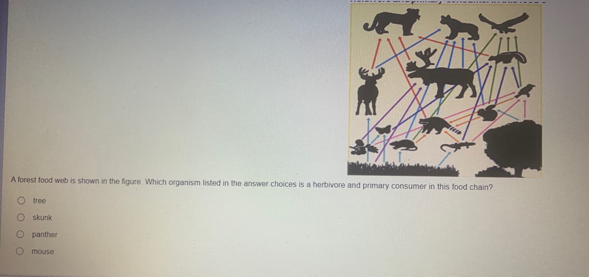 A forest food web is shown in the figure. Which organism listed in the answer choices is a herbivore and primary consumer in this food chain?
tree
skunk
panther
mouse
