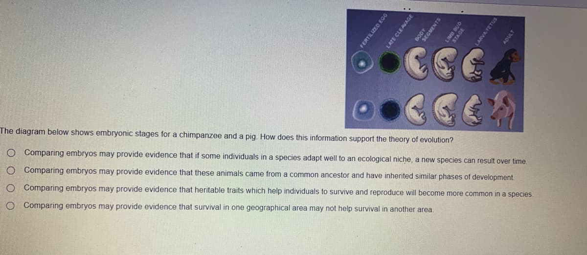CGCA
The diagram below shows embryonic stages for a chimpanzee and a pig. How does this information support the theory of evolution?
O Comparing embryos may provide evidence that if some individuals in a species adapt well to an ecological niche, a new species can result over time.
O Comparing embryos may provide evidence that these animals came from a common ancestor and have inherited similar phases of development.
O Comparing embryos may provide evidence that heritable traits which help individuals to survive and reproduce will become more common in a species.
Comparing embryos may provide evidence that survival in one geographical area may not help survival in another area.
O O o o
FERTILIZED EGG
LATE CLEAVAGE
3 BUD
LARVA FETUS
ADULT
