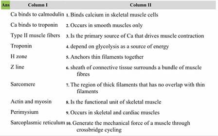 Ans
Column I
Column II
Ca binds to calmodulin 1. Binds calcium in skeletal muscle cells
Ca binds to troponin 2.Occurs in smooth museles only
Type II muscle fibers 3. Is the primary source of Ca that drives muscle contraction
Troponin
4. depend on glycolysis as a source of energy
s. Anchors thin filaments together
H zone
Z line
6. sheath of connective tissue surrounds a bundle of muscle
fibres
Sarcomere
7. The region of thick filaments that has no overlap with thin
filaments
Actin and myosin
8. Is the functional unit of skeletal muscle
Perimysium
9. Occurs in skeletal and cardiac muscles
Sarcoplasmic reticulum 10. Generate the mechanical force of a muscle through
crossbridge cycling
