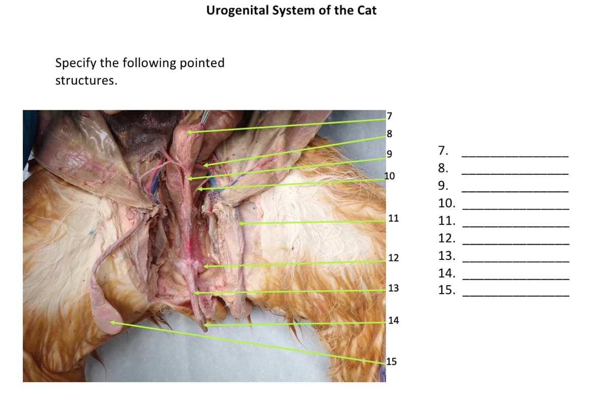 Urogenital System of the Cat
Specify the following pointed
structures.
7
7.
8.
10
9.
10.
11
11.
12.
12
13.
14.
13
15.
14
15
