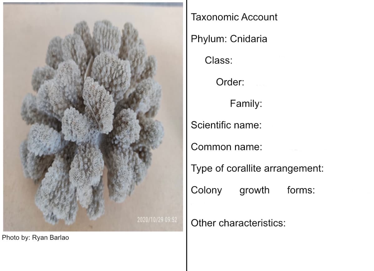 Taxonomic Account
Phylum: Cnidaria
Class:
Order:
Family:
Scientific name:
Common name:
Type of corallite arrangement:
Colony
growth
forms:
2020/10/29 09:52
Other characteristics:
Photo by: Ryan Barlao

