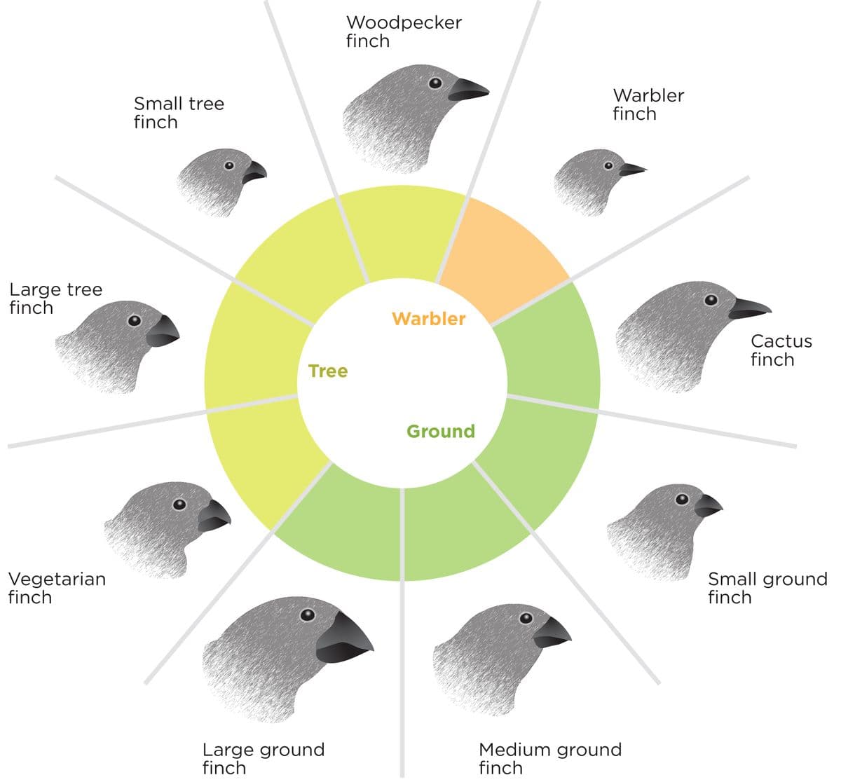 Large tree
finch
Vegetarian
finch
Small tree
finch
Woodpecker
finch
Warbler
Tree
Large ground
finch
Ground
Warbler
finch
Medium ground
finch
Cactus
finch
Small ground
finch