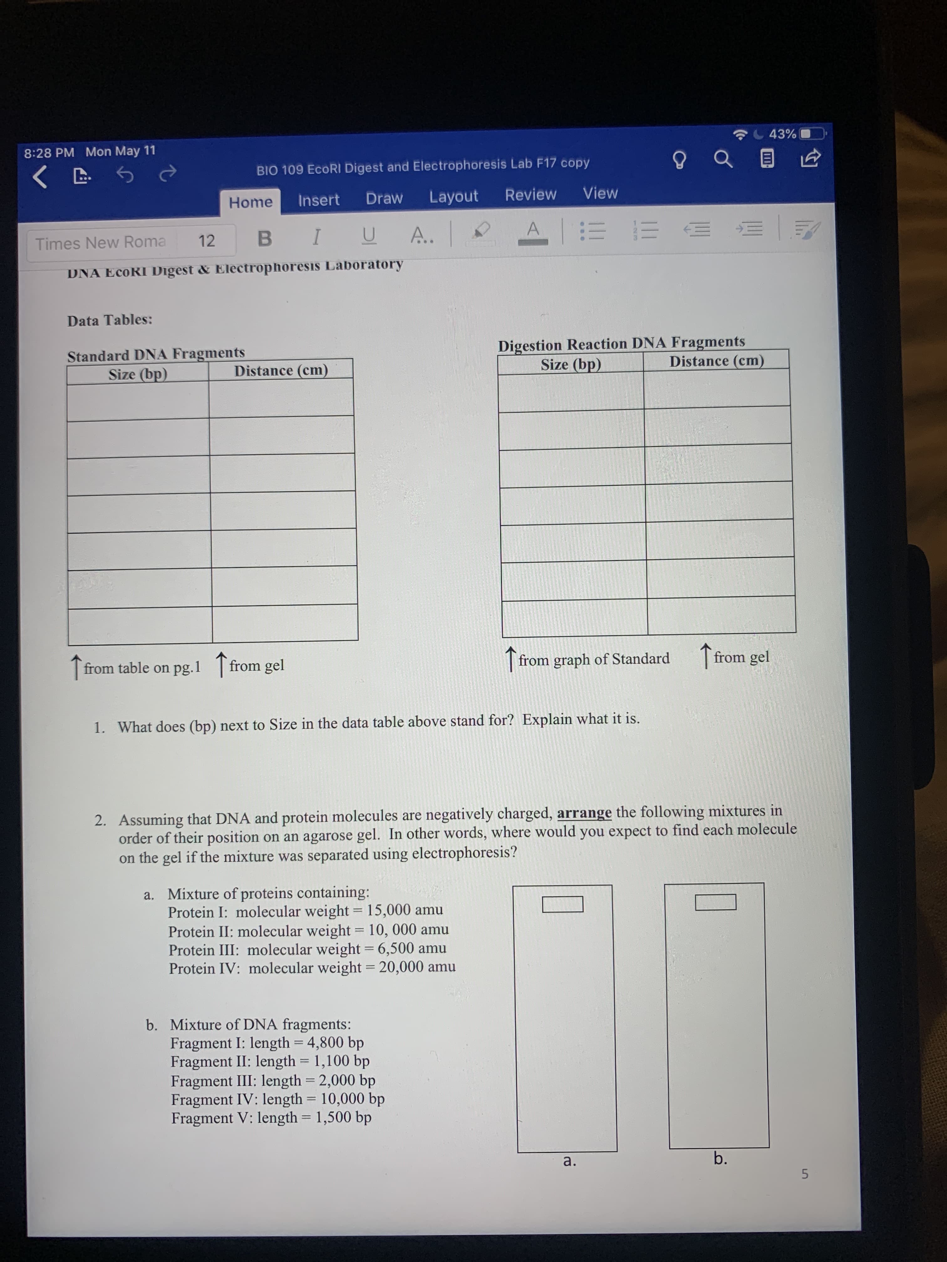 next to Size in the data table above stand for? Explain what it is.
DNA and protein molecules are negatively charged, arrange the following mixtures in
osition on an agarose gel. In other words, where would you expect to find each molecule
e mixture was separated using electrophoresis?
= of proteins containing:
I: molecular weight= 15,000 amu
II: molecular weight = 10, 000 amu
III: molecular weight = 6,500 amu
IV: molecular weight = 20,000 amu
e of DNA fragments:
ent I: length = 4,800 bp
ent II: length = 1,100 bp
ent III: length = 2,000 bp
ent IV: length - 10,000 bp
ent V: length = 1,500 bp
a.
b.
