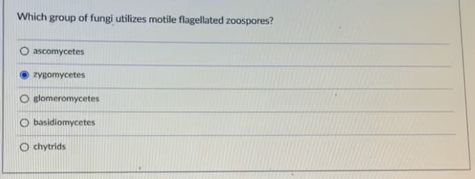 Which group of fungi utilizes motile flagellated zoospores?
ascomycetes
zygomycetes
glomeromycetes
O basidiomycetes
O chytrids
