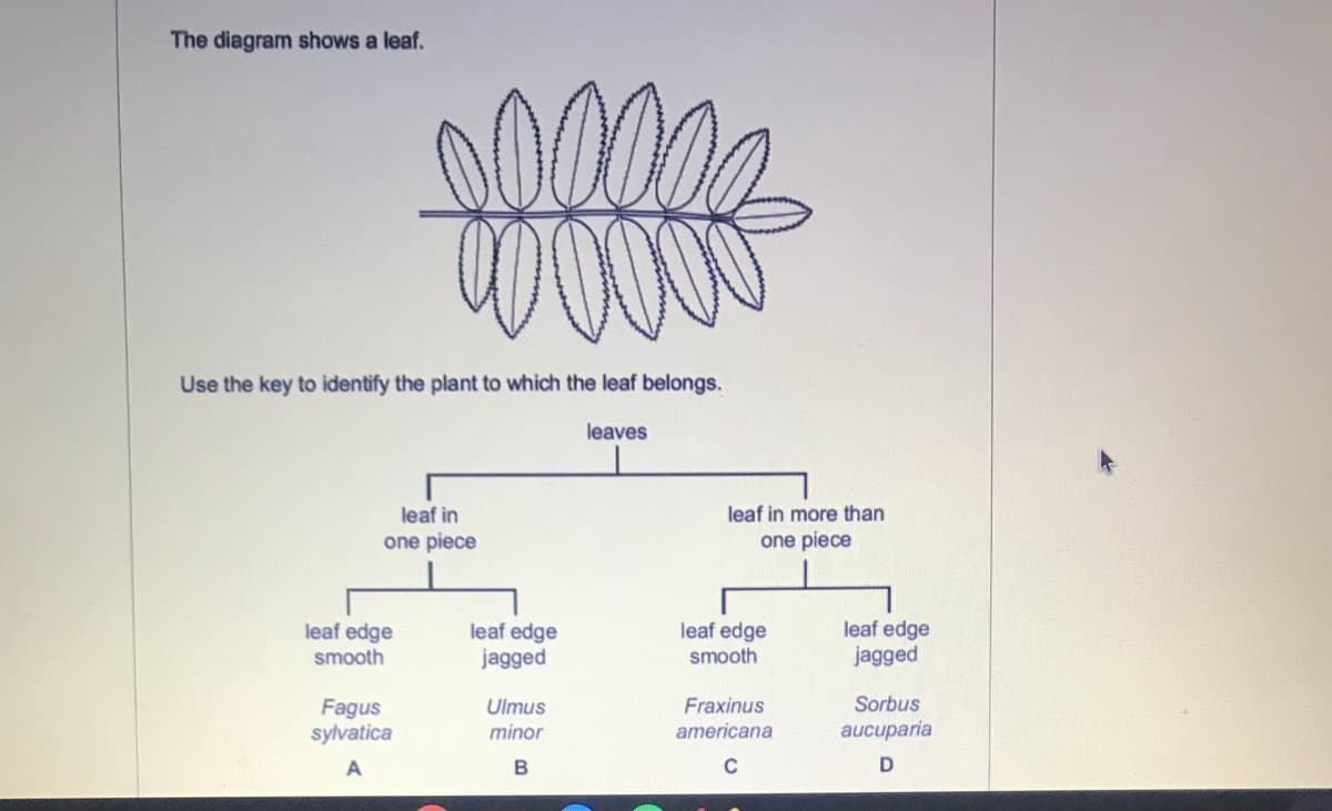 The diagram shows a leaf.
Use the key to identify the plant to which the leaf belongs.
leaves
leaf in
leaf in more than
one piece
one piece
leaf edge
smooth
leaf edge
jagged
leaf edge
jagged
leaf edge
smooth
Sorbus
Fagus
sylvatica
Ulmus
Fraxinus
minor
americana
aucuparia
C
