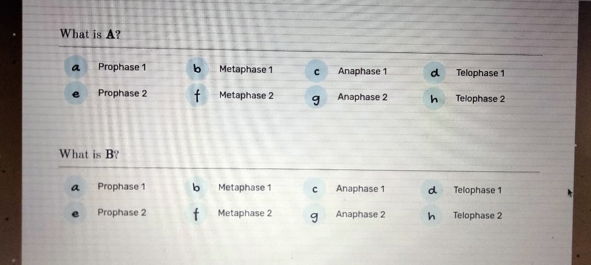 What is A?
a
e
a
Prophase 1
What is B?
e
Prophase 2
Prophase 1
Prophase 2
b
f
b
f
Metaphase 1
Metaphase 2
Metaphase 1
Metaphase 2
C
g
C
g
Anaphase 1
Anaphase 2
Anaphase 1
Anaphase 2
d
h
d
h
Telophase 1
Telophase 2
Telophase 1
Telophase 2