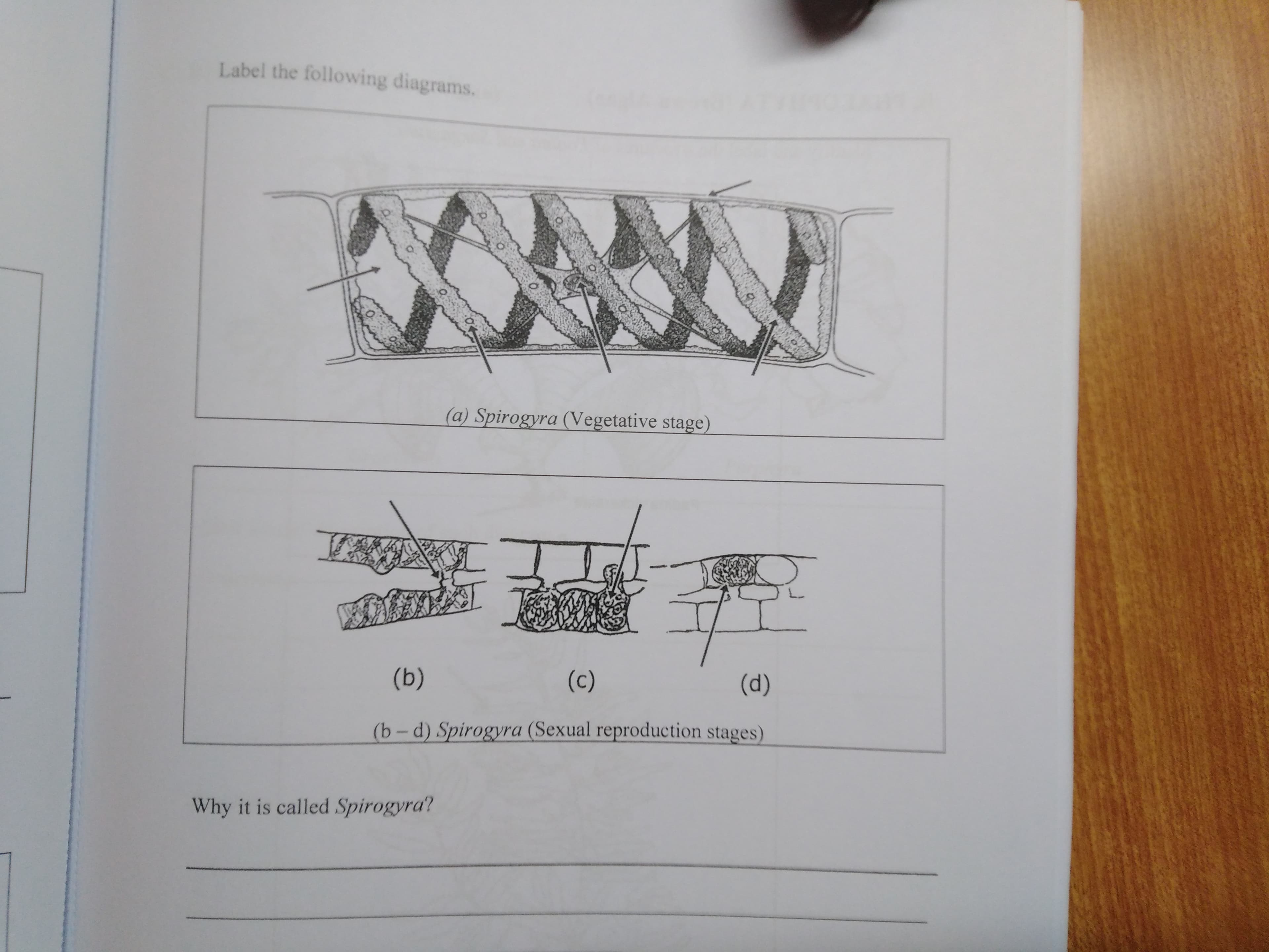 Label the following diagrams.
(a) Spirogyra (Vegetative stage)
會
(b)
(c)
(d)
(b-d) Spirogyra (Sexual reproduction stages)
Why it is called Spirogyra?
