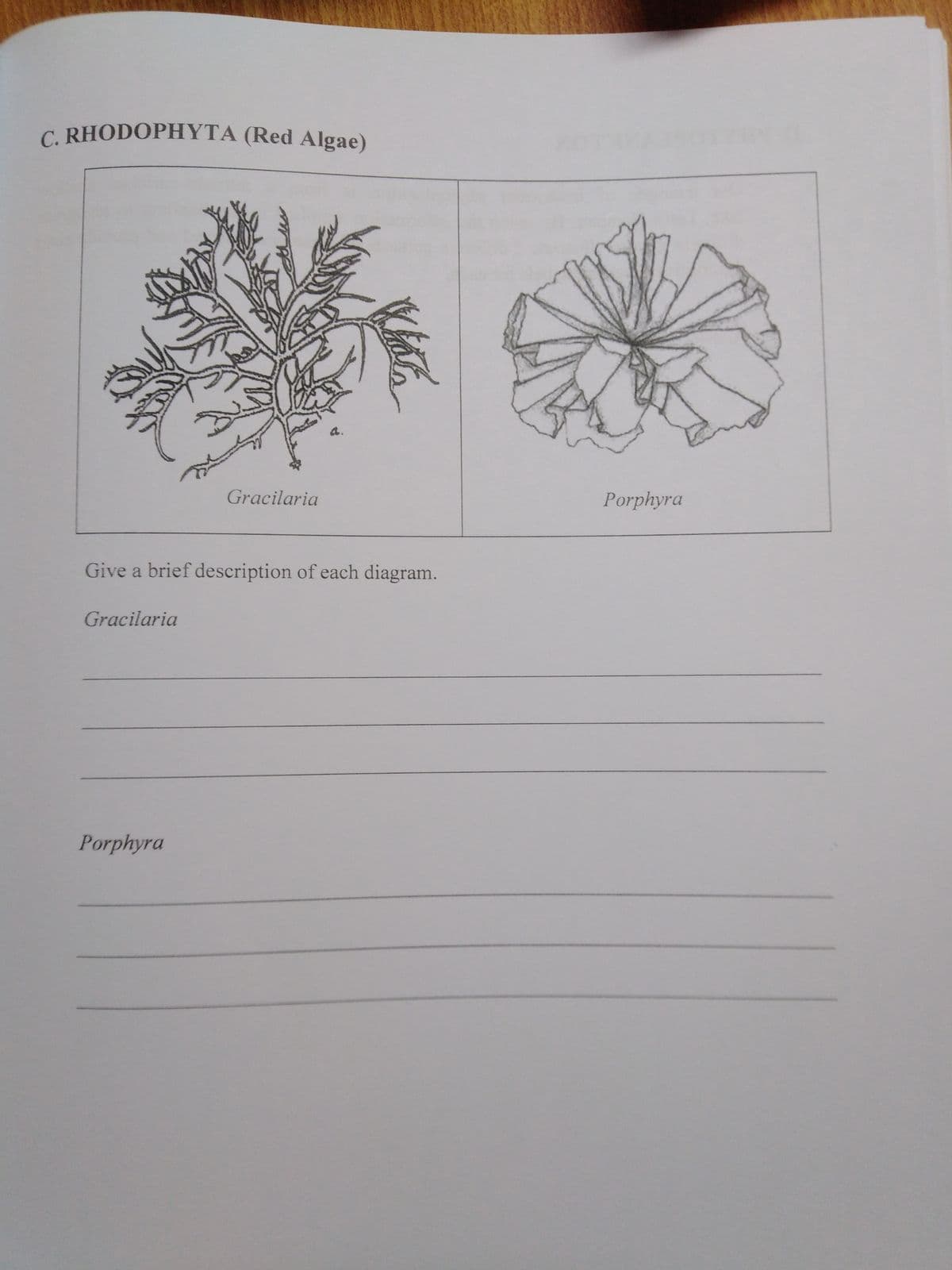 C. RHODOPHYTA (Red Algae)
a.
Gracilaria
Porphyra
Give a brief description of each diagram.
Gracilaria
Porphyra
