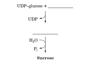 UDP-glucose +,
UDP
H20
P;
Sucrose
