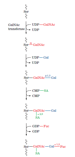 Ser
GalNAc
UDP-GalNAc
transferase
UDP
Ser GalNAC
UDP-Gal
+ UDP
Ser-GalNAc-
B1,3
Gal
СМР—SA
СМР
Ser-GalNAc-Gal
|- 2,6
SA
GDP-Fuc
GDP
1,2
Ser-GalNAc-Gal-
Fue
SA
