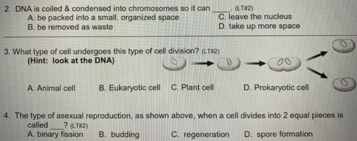 2. DNA is coiled & condensed into chromosomes so it can
A. be packed into a small, organized space
B. be removed as waste
(LT#2)
C. leave the nucleus
D. take up more space
3. What type of cell undergoes this type of cell division? (LT#2)
(Hint: look at the DNA)
A. Animal cell
B. Eukaryotic cell C. Plant cell
D. Prokaryotic cell
4. The type of asexual reproduction, as shown above, when a cell divides into 2 equal pieces is
? (LT#2)
A. binary fission
called
B. budding
C. regeneration
D. spore formation
