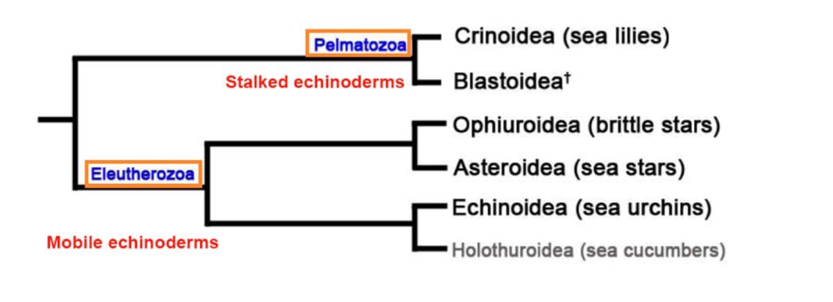 Eleutherozoa
Mobile echinoderms
Pelmatozoa
Stalked echinoderms
[
Crinoidea (sea lilies)
Blastoideat
Ophiuroidea (brittle stars)
Asteroidea (sea stars)
Echinoidea (sea urchins)
Holothuroidea (sea cucumbers)