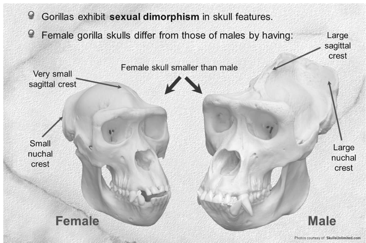 Gorillas exhibit sexual dimorphism in skull features.
Female gorilla skulls differ from those of males by having:
Very small
sagittal crest
Small
nuchal
crest
Female
Female skull smaller than male
Large
sagittal
crest
Large
nuchal
crest
Male
Photos courtesy of: SkullsUnlimited.com