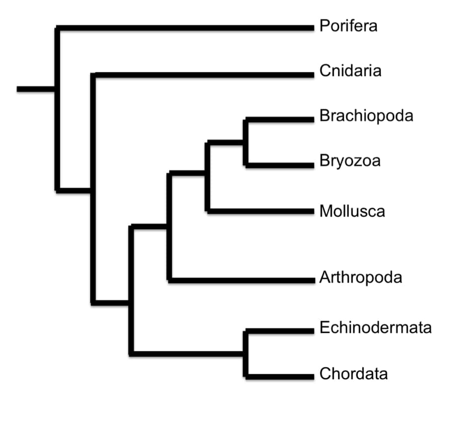 =
Porifera
Cnidaria
Brachiopoda
Bryozoa
Mollusca
Arthropoda
Echinodermata
Chordata