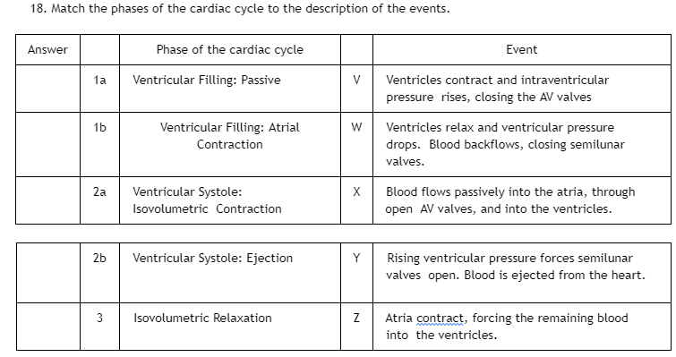 18. Match the phases of the cardiac cycle to the description of the events.
Answer
1a
1b
2a
2b
3
Phase of the cardiac cycle
Ventricular Filling: Passive
Ventricular Filling: Atrial
Contraction
Ventricular Systole:
Isovolumetric Contraction
Ventricular Systole: Ejection
Isovolumetric Relaxation
V
W
X
Y
Event
Ventricles contract and intraventricular
pressure rises, closing the AV valves
Ventricles relax and ventricular pressure
drops. Blood backflows, closing semilunar
valves.
Blood flows passively into the atria, through
open AV valves, and into the ventricles.
Rising ventricular pressure forces semilunar
valves open. Blood is ejected from the heart.
Z Atria contract, forcing the remaining blood
into the ventricles.