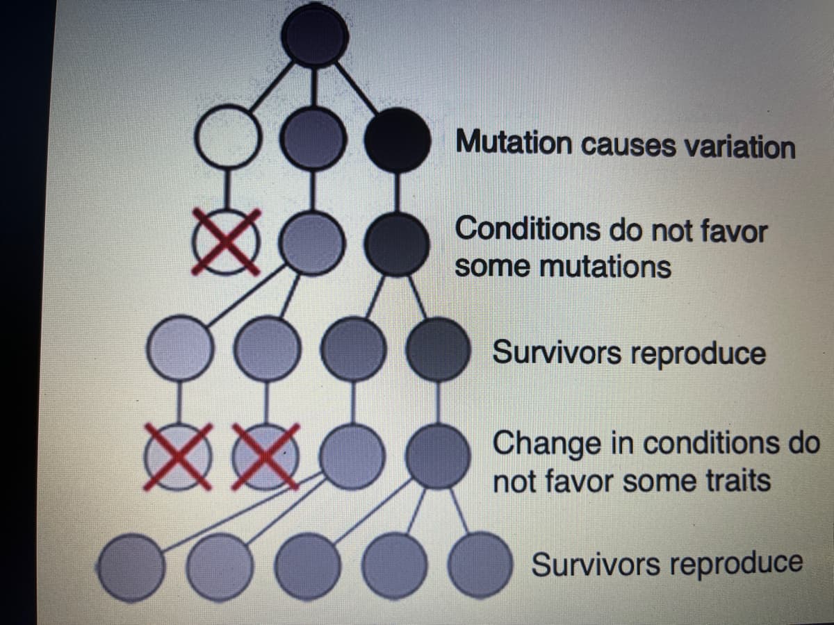 XX
Mutation causes variation
Conditions do not favor
some mutations
Survivors reproduce
Change in conditions do
not favor some traits
Survivors reproduce