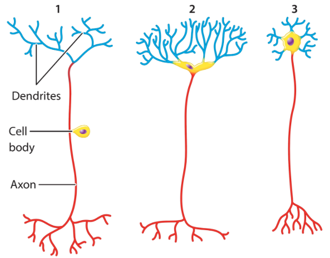 1
2
3
Dendrites
Cell
body
Аxon
